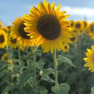 Meet your Posher, Christie